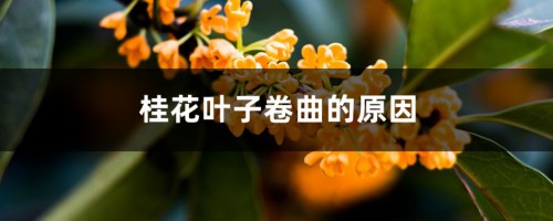 桂花叶子卷曲的原因，掉光叶子还能活吗