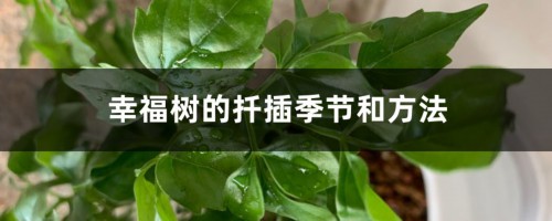 幸福树的扦插季节和方法，幸福树新枝可以扦插吗