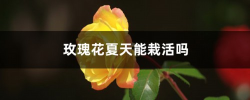 玫瑰花夏天能栽活吗，怎么栽种