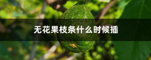 无花果枝条什么时候插