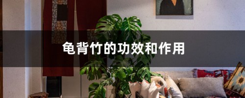 龟背竹的功效和作用