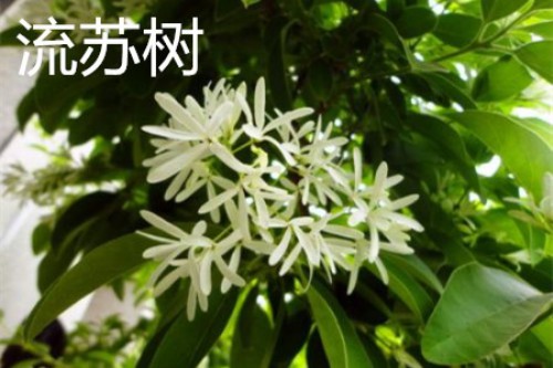 流苏树，花.jpg