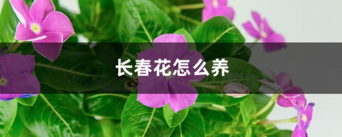 长春花怎么养