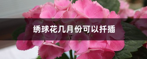 绣球花几月份可以扦插