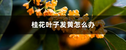 桂花叶子发黄怎么办